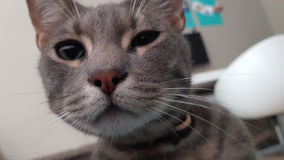 It's a cute cat